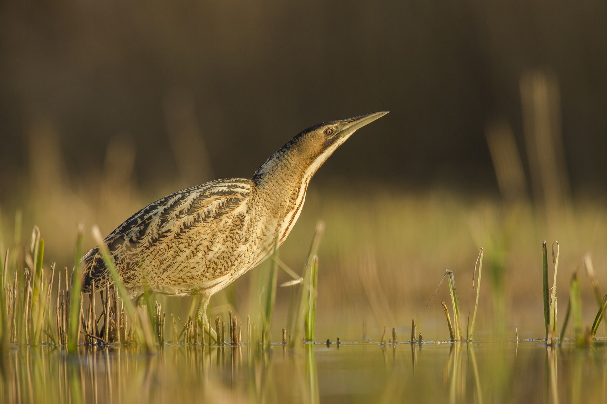 SEO/BirdLife destaca que el 2024 ha estado marcado por la dana y deficientes cumbres medioambientales